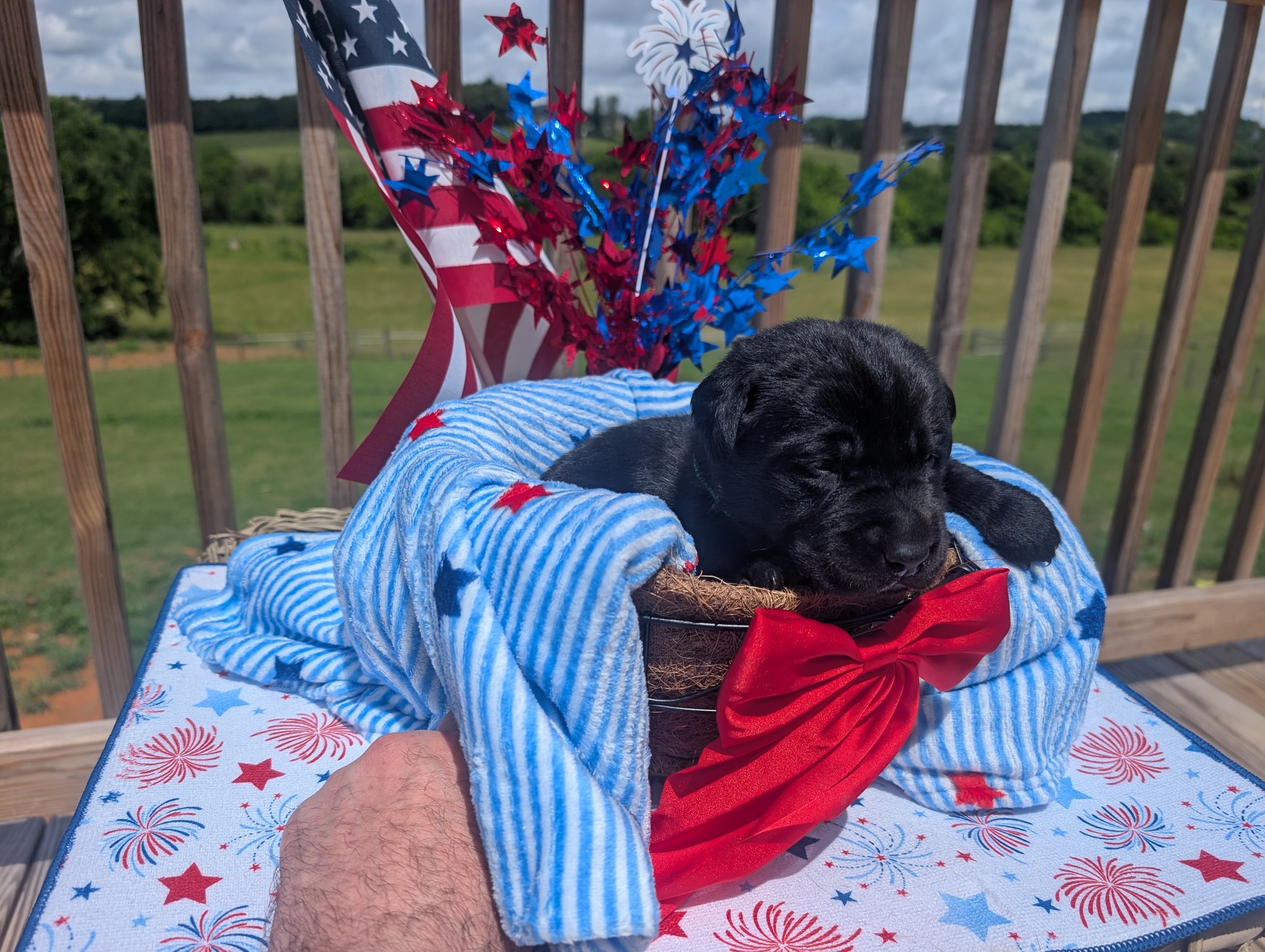 Sparky, a black male Labrador puppy