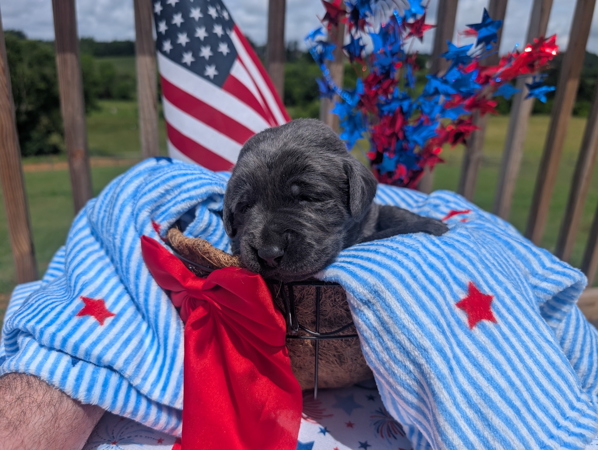 Star, a charcoal female Labrador puppy
