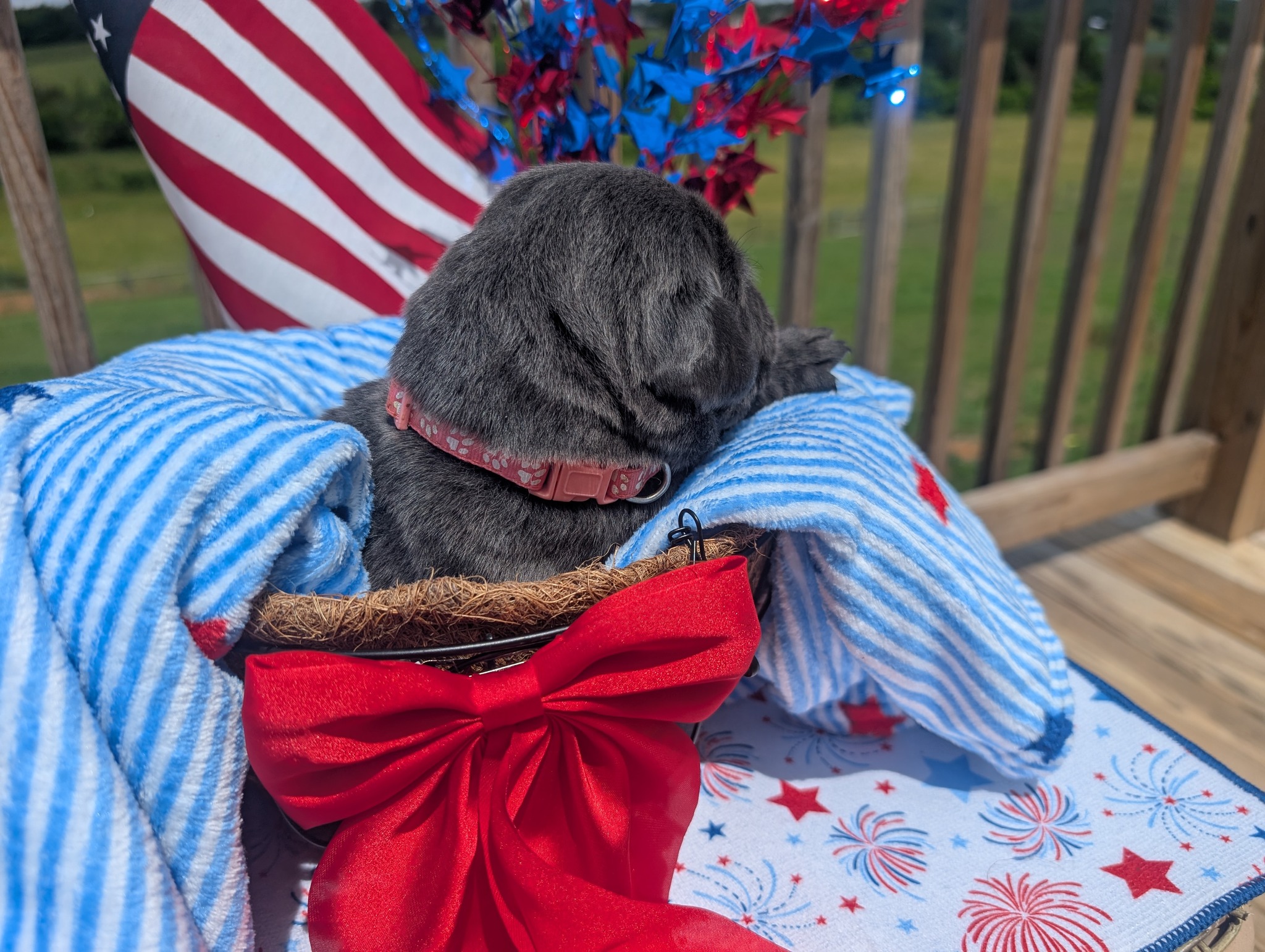 Star, a charcoal female Labrador puppy