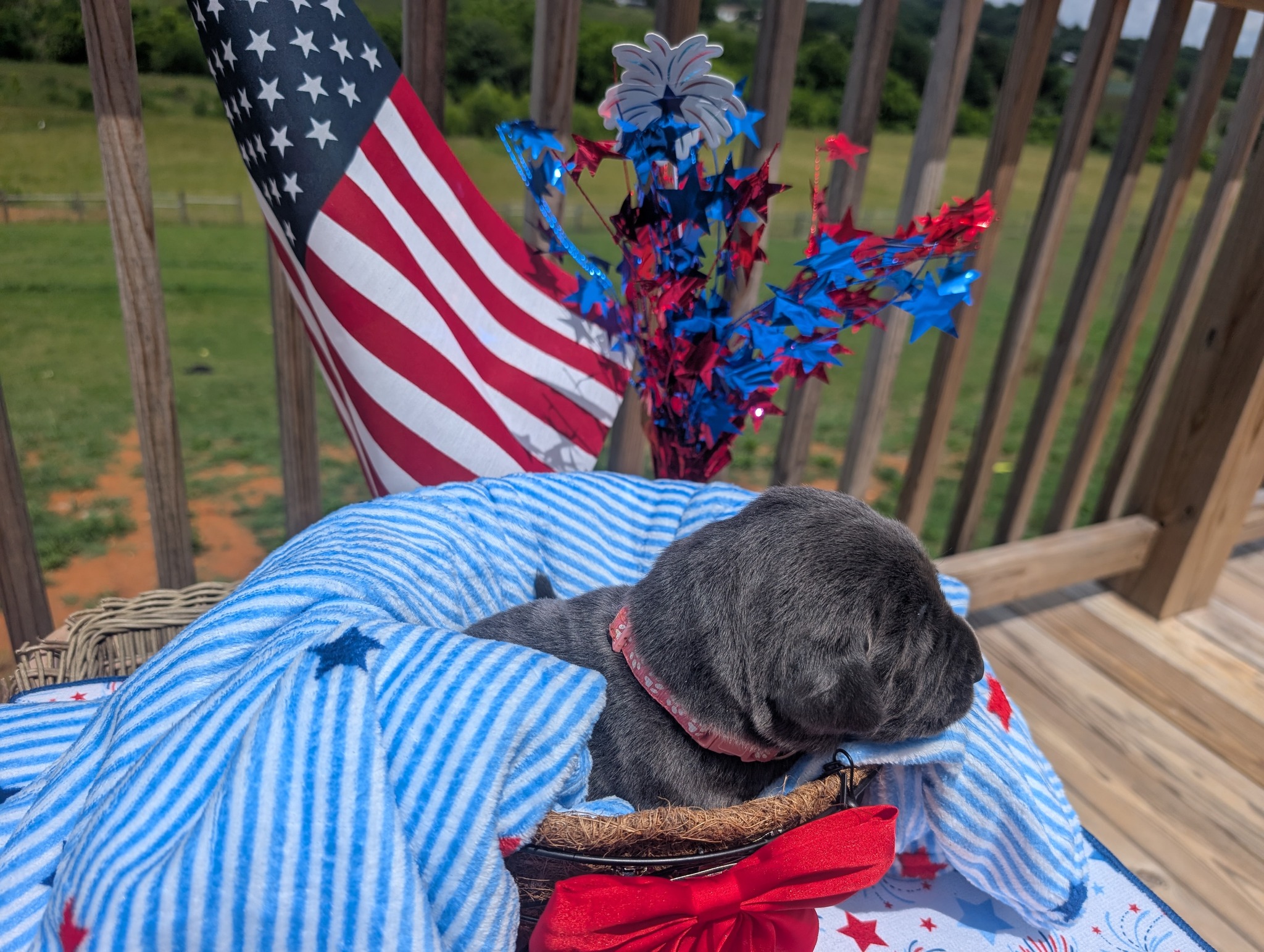 Star, a charcoal female Labrador puppy
