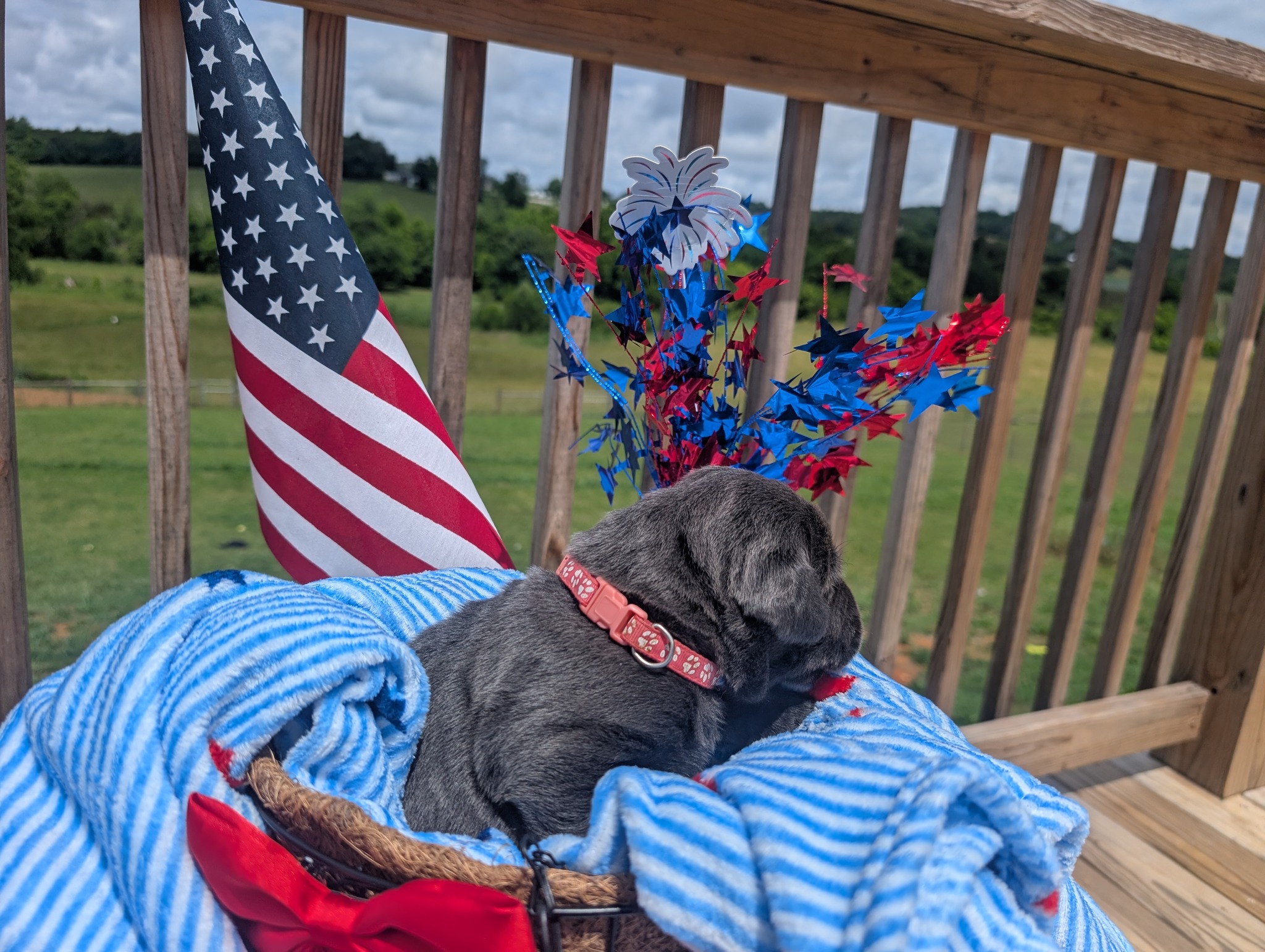 Star, a charcoal female Labrador puppy