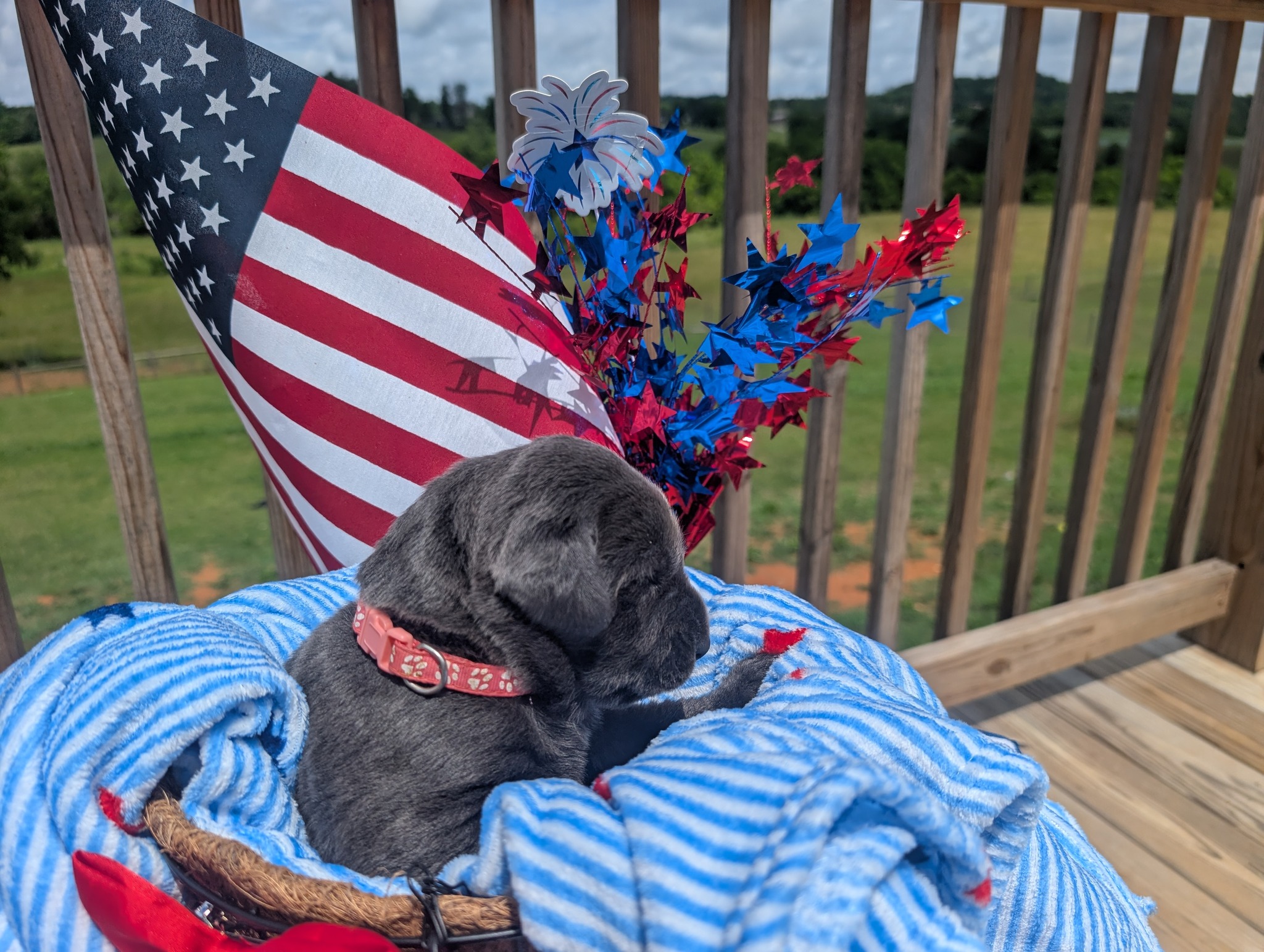 Star, a charcoal female Labrador puppy