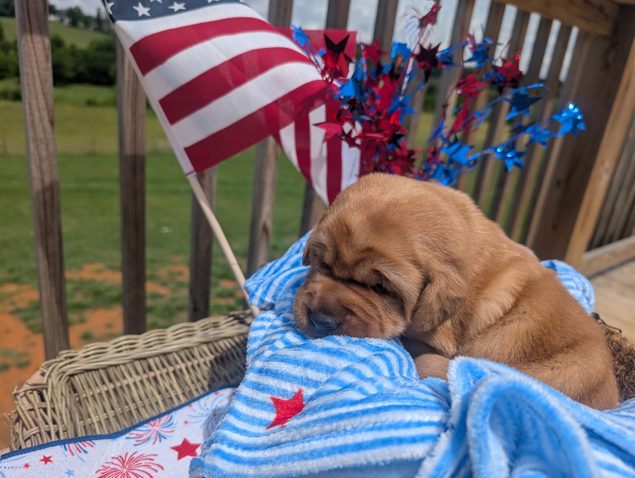 Teddy, a cinnamon male Labrador puppy