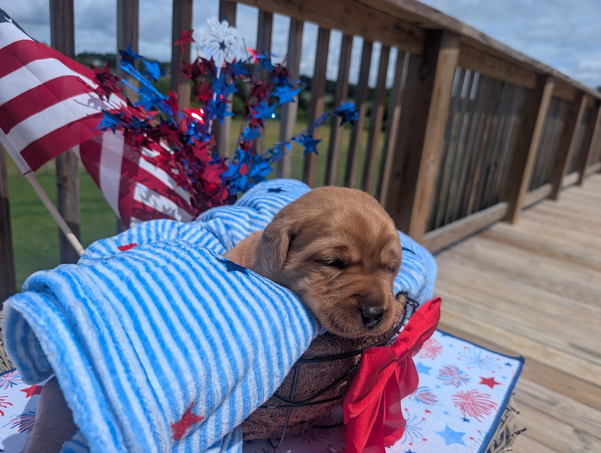 Teddy, a cinnamon male Labrador puppy
