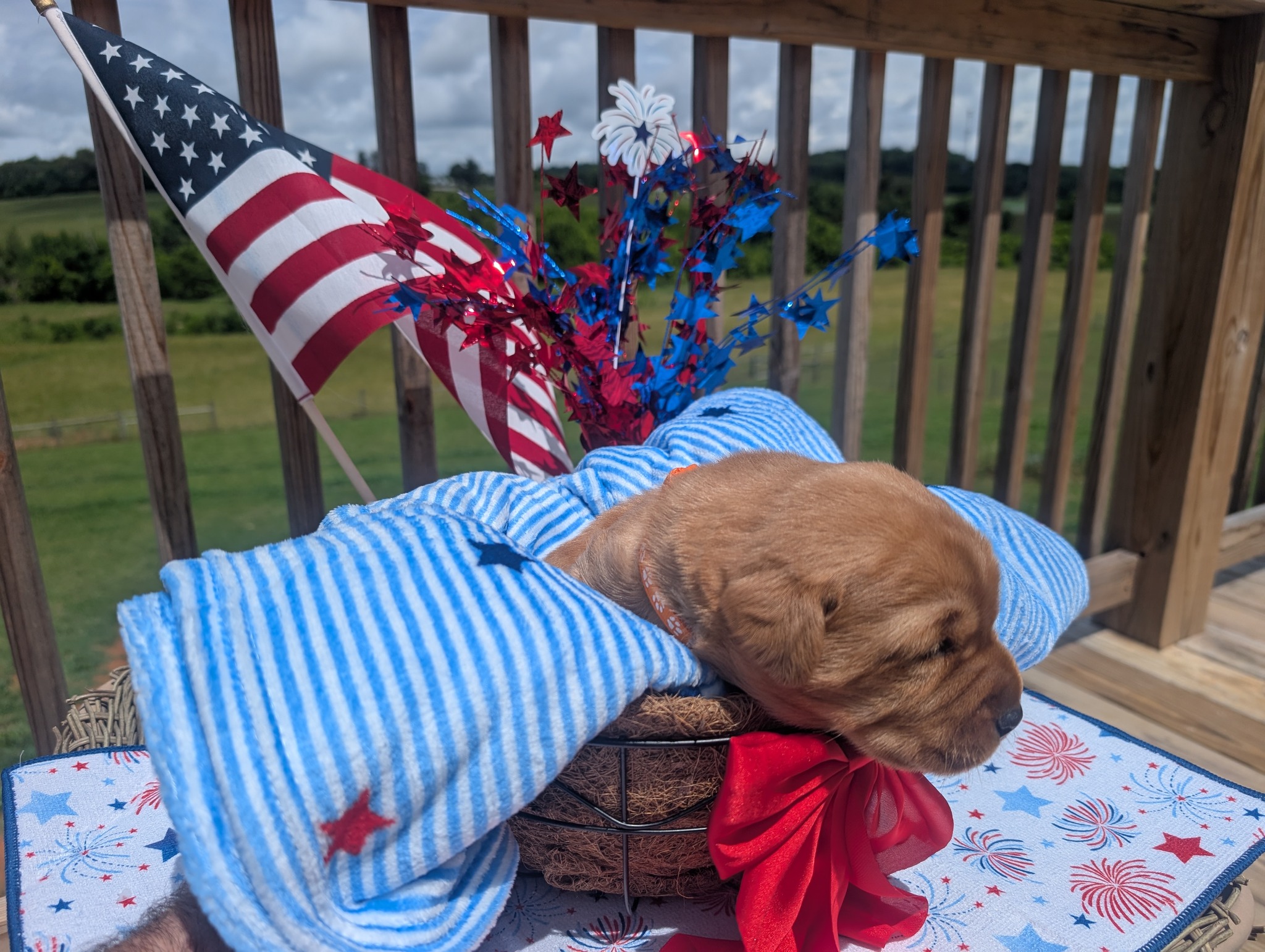 Teddy, a cinnamon male Labrador puppy