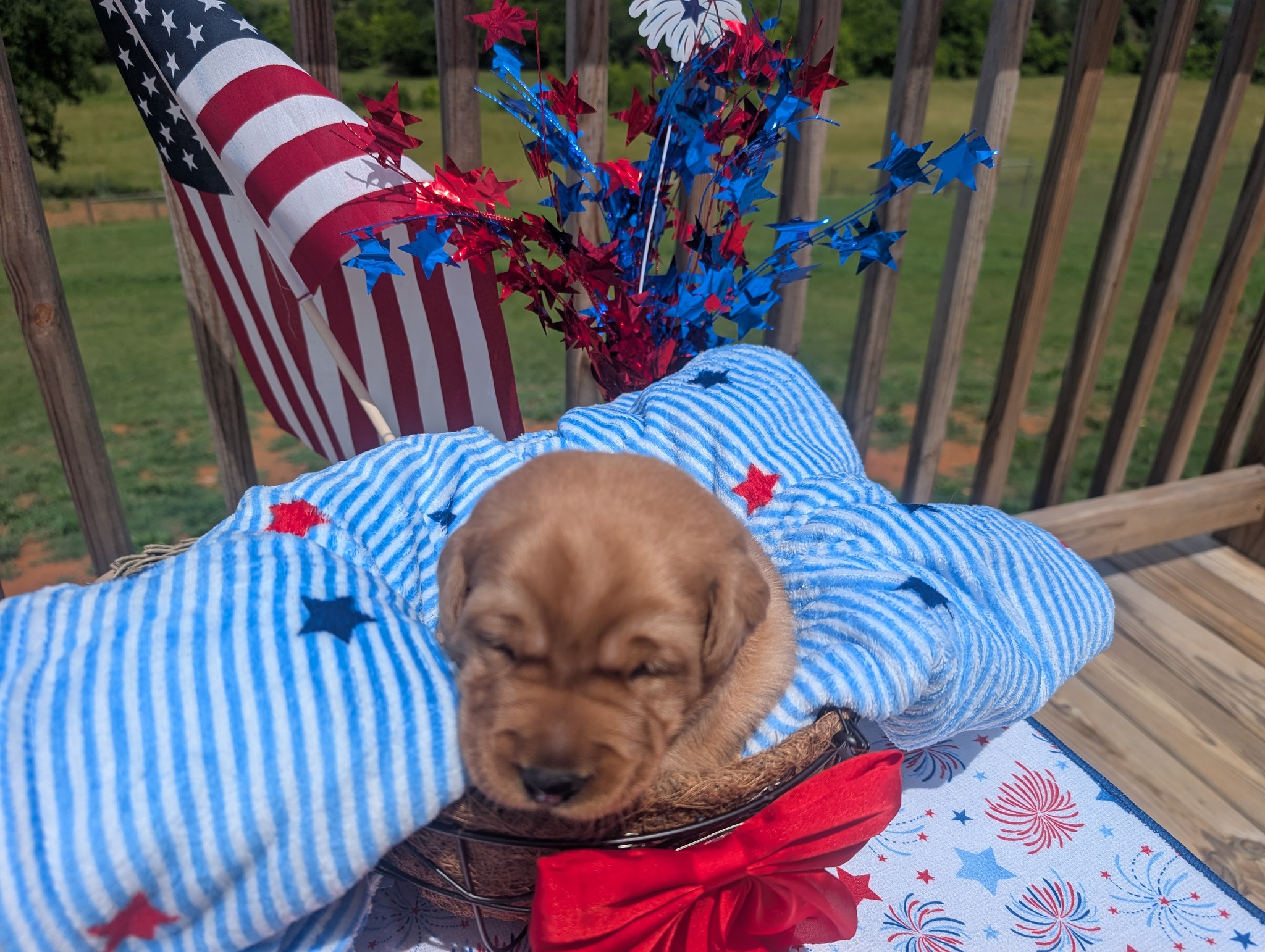 Teddy, a cinnamon male Labrador puppy