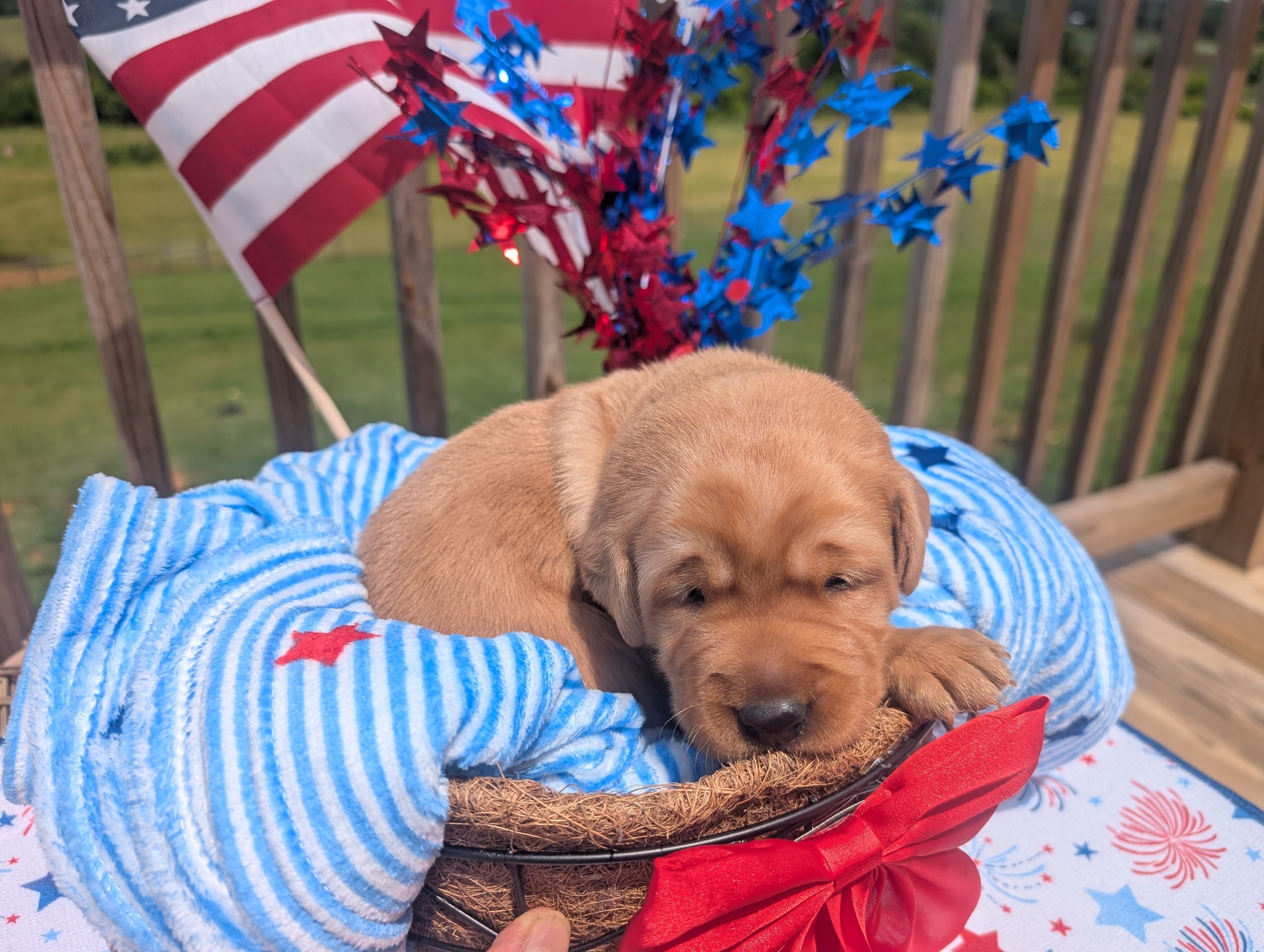 Teddy, a cinnamon male Labrador puppy