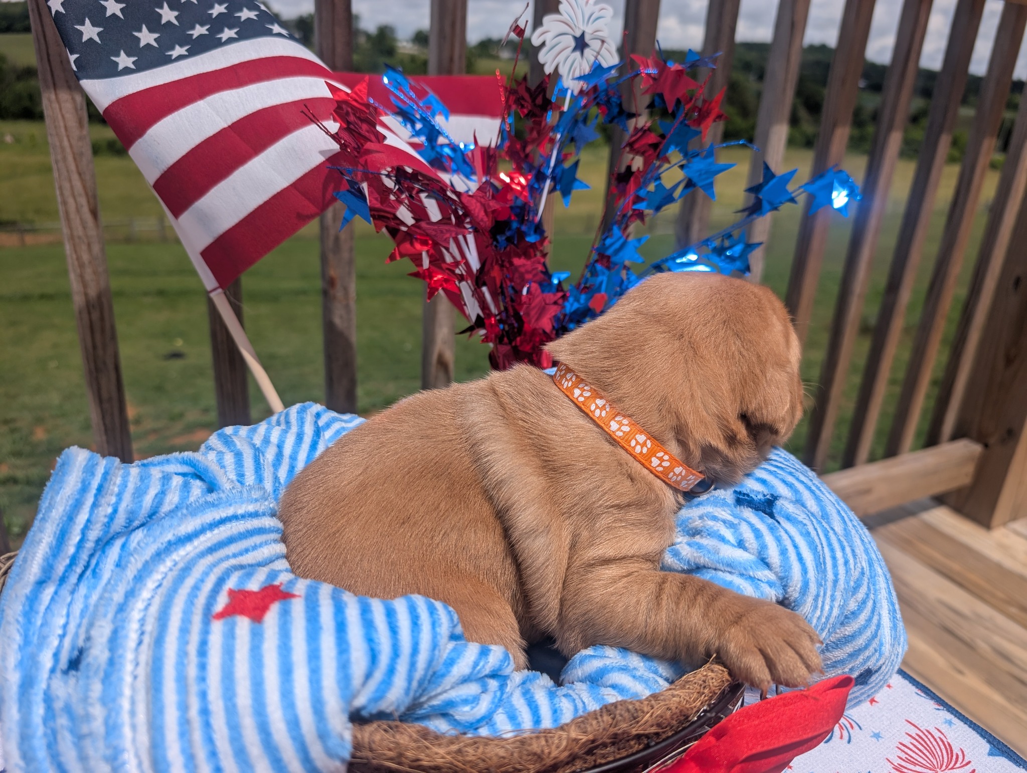 Teddy, a cinnamon male Labrador puppy