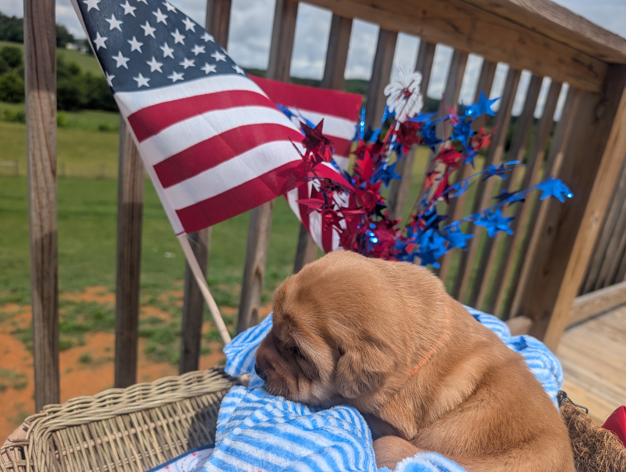 Teddy, a cinnamon male Labrador puppy