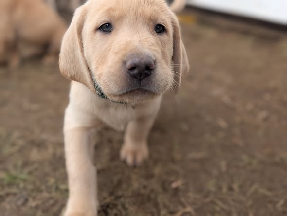 The Debut Litter